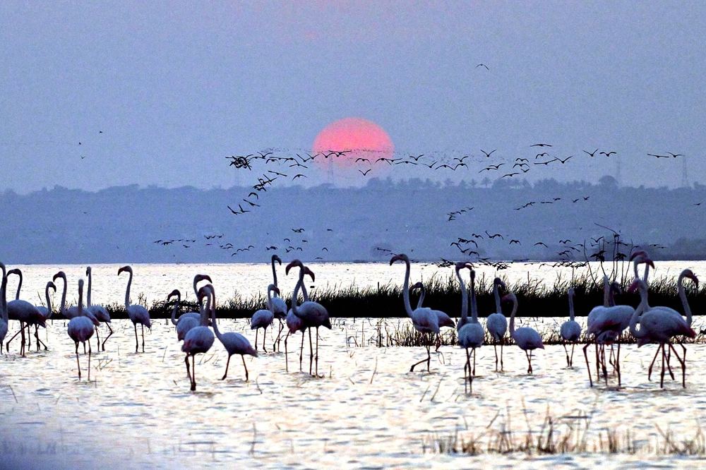 Flamingos on the backwater at sunrise