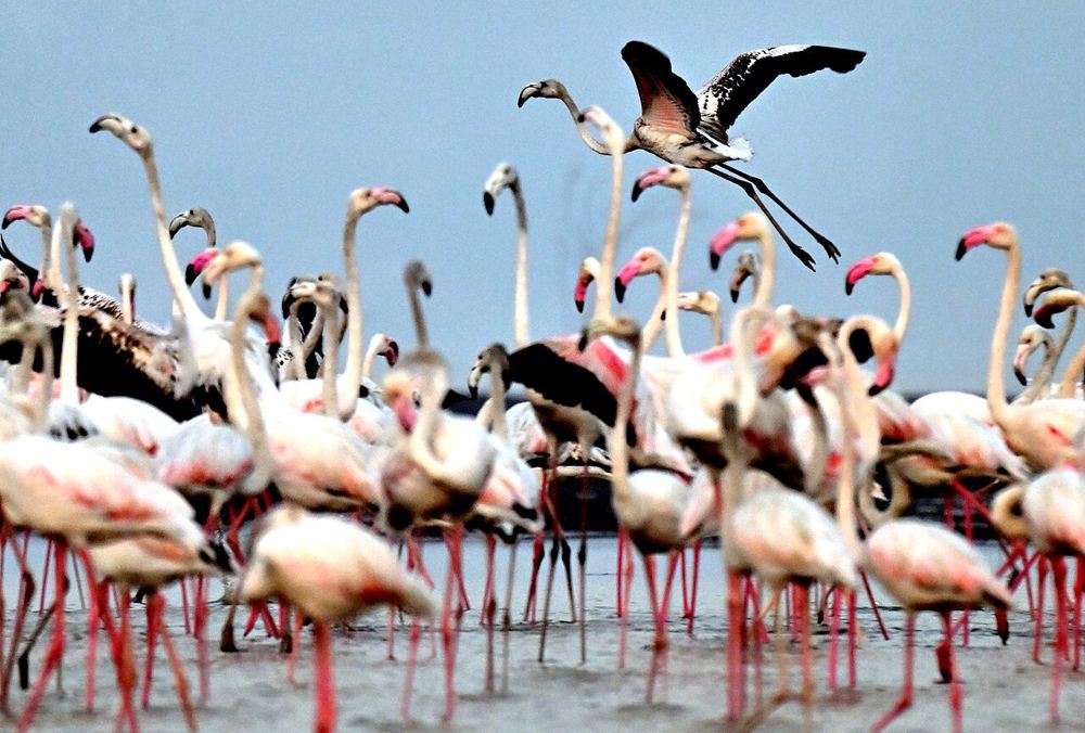 A flock of flamingos, one taking off