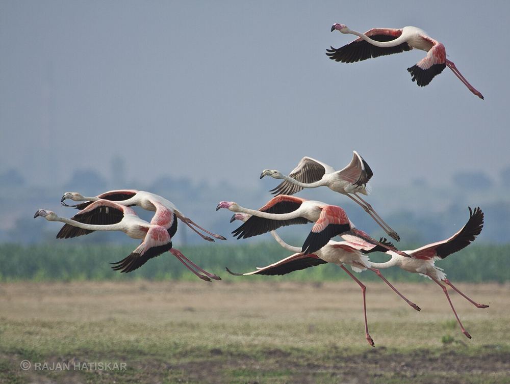 Flamingos in flight over the shore