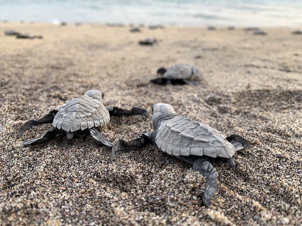 Olive Ridley hatchlings crossing the sand to the sea